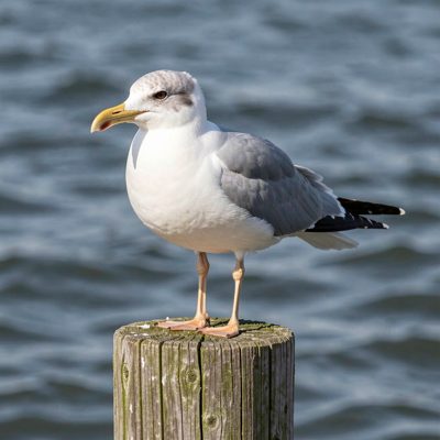 a seagull standing on a wooden post