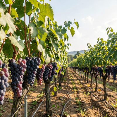 a vineyard row with grapes on the vine