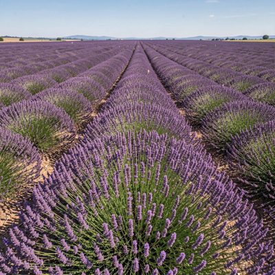 a field of lavender in rows stretching to the horizon