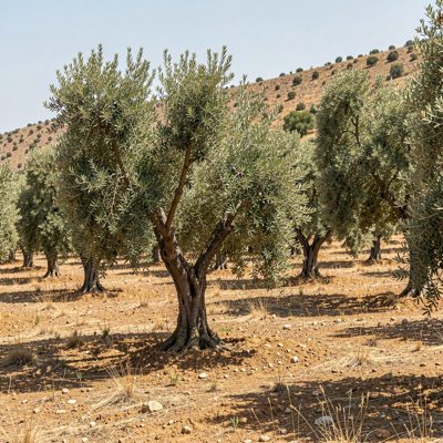 an olive grove on a dry hillside