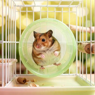 a hamster in a wheel in a bright cage