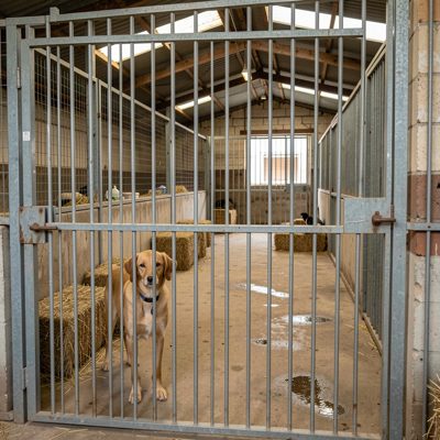 a rescue centre kennel with a dog at the gate