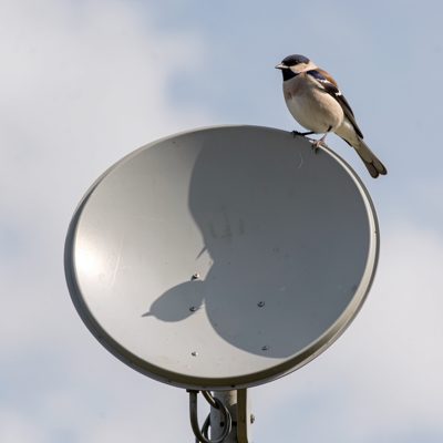 a wireless dish with a bird perched on the rim