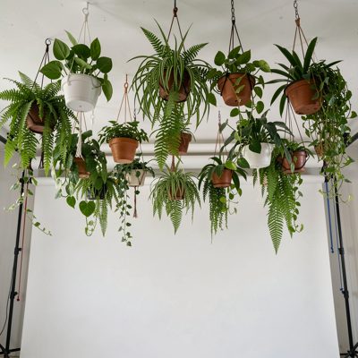 a studio ceiling with hanging plants